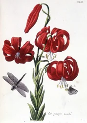 Lys (lilja) purppura Kaareva - teoksessa "" Surinamin ja koko Euroopan hyönteisten yleinen historia"" Maria Sibylla de Merian, toim. Desnos, Pariisi
