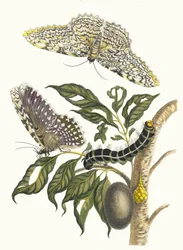 Arbre de gomme-gutte. Kirjasta Metamorphosis insectorum Surinamensium, 1705.