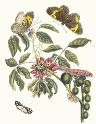 Coronilla Americana Arborescens. Kirjasta Metamorphosis of Surinamese insects, 1705.
