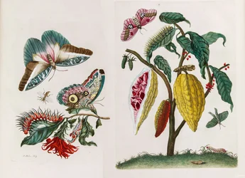 Kirjasta "Metamorphosis insectorum Surinamensium", 1705.