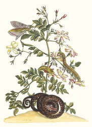Jasminum grandiflorum. Kirjasta Metamorphosis insectorum Surinamensium, 1705.