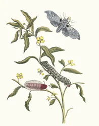 Ludwigia octovalvis. Kirjasta Metamorphosis insectorum Surinamensium, 1705.