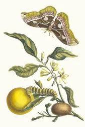 Oranssi. Kirjasta Metamorphosis insectorum Surinamensium, 1705.