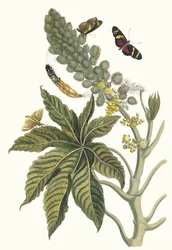Palma Christi. Kirjasta Metamorphosis insectorum Surinamensium, 1705.