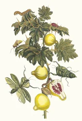 Pomme de Sodome. Kirjasta Metamorphosis insectorum Surinamensium, 1705.