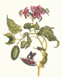 Rocu. Kirjasta Metamorphosis insectorum Surinamensium, 1705.