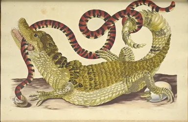 Silmälasillinen Caiman Caiman -krokotiili ja väärä korallikäärme, 1705.