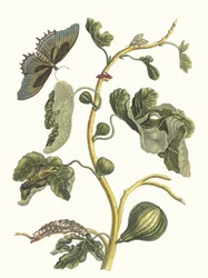 Valkoinen guava. Kirjasta Metamorphosis insectorum Surinamensium, 1705.