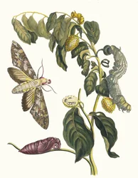 Zursak. Kirjasta Metamorphosis insectorum Surinamensium, 1705.
