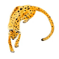 Curled Leopard, 2020 (akvarelli paperille)
