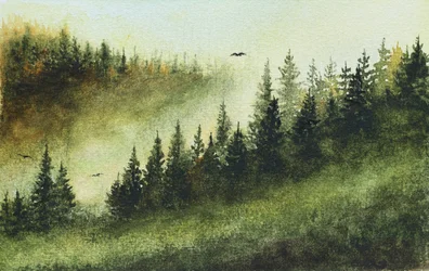 Sumuinen ikivihreä metsä