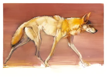 Arabian Wolf, 2010 (öljy paperille)