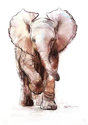 Elefanttivauva, Loisaba, 2018