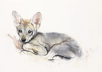 Curled Arabian Wolf Pup, 2009 (conte und charcoal paperilla)