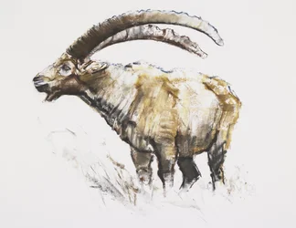 Ibex, Noasca (hiili ja conte paperilla)