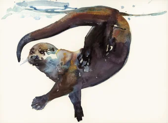 Otter Study II - "Talisker"