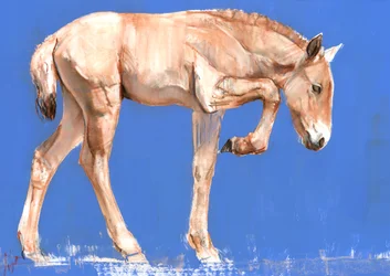 Przewalski Foal, 2012, (sekoitettu media paperille)