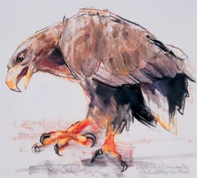 Raptor, 2001 (hiili ja conte paperilla)