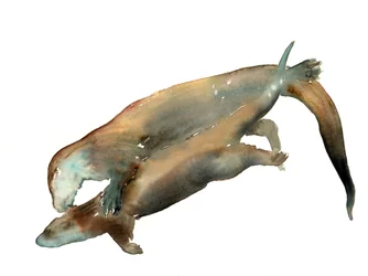 Tuntematon nimi