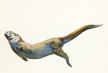 Velvet, 2014, (akvarelli paperille)