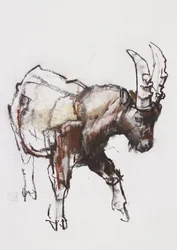 Young Ibex, Gran Paradiso, 2005 (hiili ja conte paperilla)