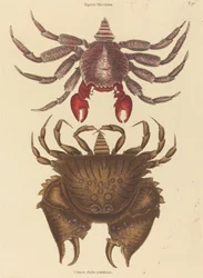 Red Mottled Rock-rapu Cancer grapsus, julkaistu 1731-1743.