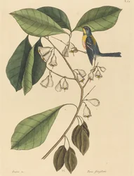 Finch Creeper (Parus americanus)
