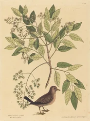 Varpuskyyhky Columba passerina, julkaistu 1731-1743.