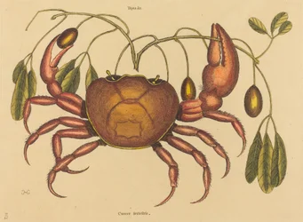Maarapusyöpä ruricola, julkaistu 1731-1743.