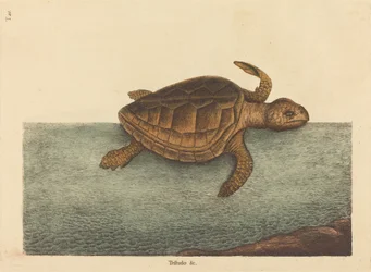 Metsäpääkilpikonna Testudo Cavanna, julkaistu 1731-1743.