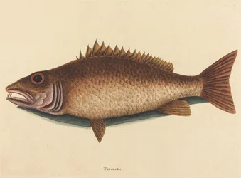 Mangrove Snapper Labrus Griseus, julkaistu