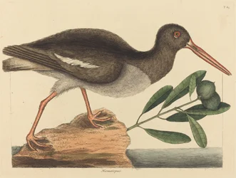 Oyster-sieppari Hoematopus ostralegus, julkaistu 1731-1743.