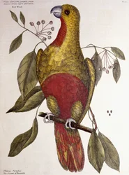 Paratiisin papukaija, 1771