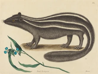 Napakissa Viverra putorius, julkaistu 1731-1743.