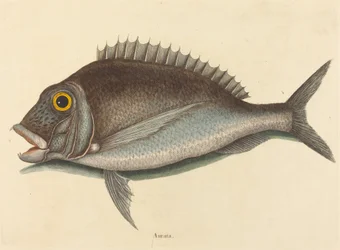 Porgy (Sparus chrysops)