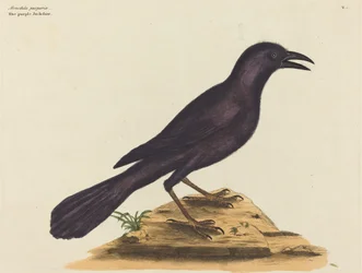 Violetti Jack Daw (Gracula Quiscula)