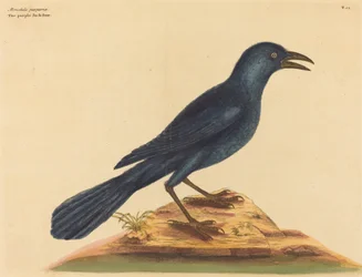 Violetti Jack Daw (Gracula Quiscula)