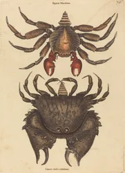 Red Mottled Rock-rapu (Cancer grapsus)