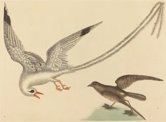 Riisilintu (Emberiza oryzivora)