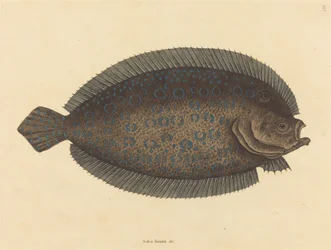 Sole Pleuronectes lunatus, julkaistu 1731-1743.