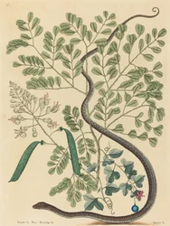 The Spotted Ribbon Snake Coluber nebulosus, julkaistu 1731-1743.
