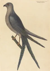 Pääskynpyrstöhaukka Falco furcatus, julkaistu 1754.