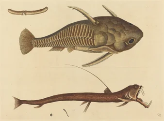 Kyykäärme (Silurus cataphractus)