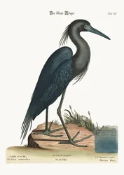 Sininen harmaahaikara, 1749-73