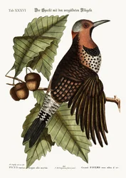 Kultasiipinen puukiipijä, 1749-73