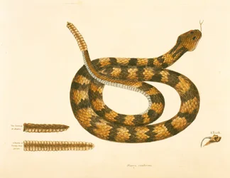 Viper Caudison Snake, Rattlesnake, levy 41, vol. 1, "Carolinan, Floridan ja Bahaman luonnonhistoriasta"