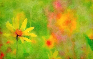 sateen jälkeen, kesäpäivä