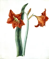 Amaryllis, noin 1790