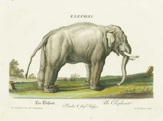 Aasian elefantti kahleissa