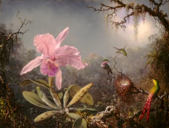 Cattleya-orkidea ja kolme hummingbirdiä